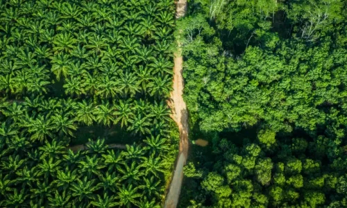 Minyak Sawit Bebas-Deforestasi Tidak Otomatis Menguntungkan Semua Pihak
