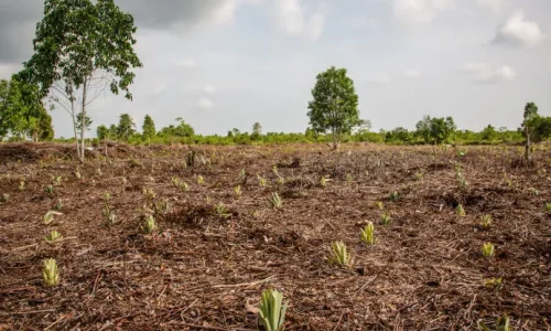 Pelibatan Masyarakat dalam Restorasi Gambut Dapat Membantu Upaya Pencegahan Karhutla